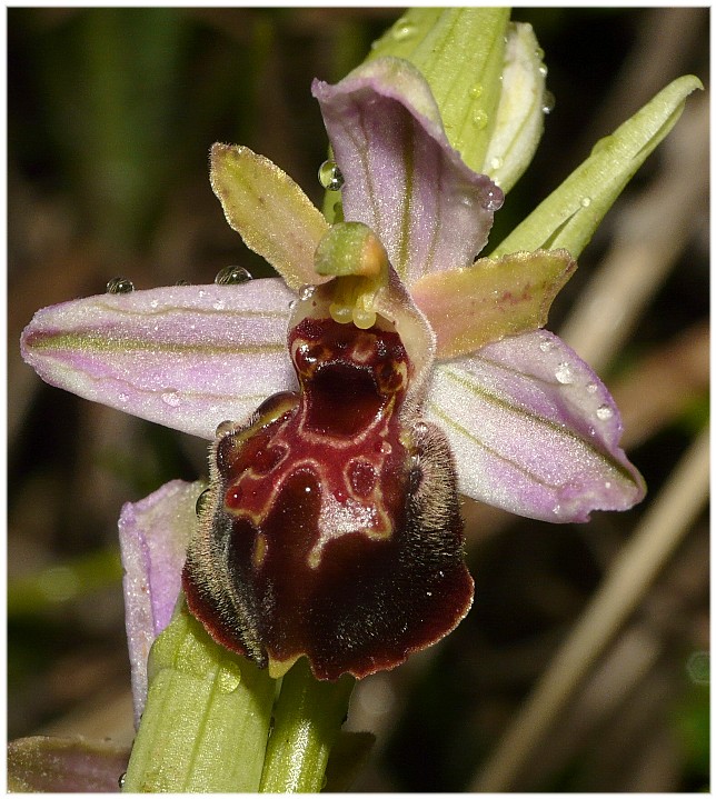 Orchidee a primavera